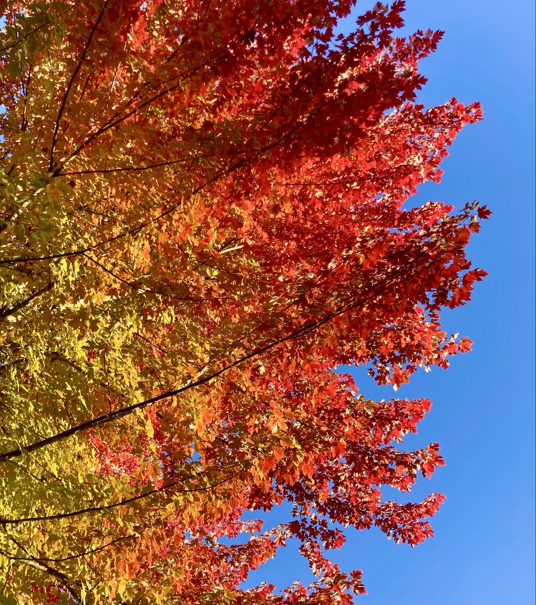 カナダ🇨🇦の紅葉🍁
空も、公園も、木も…何もかも広く大きいので
自分の存在が小さく感じて
心地よい。

娘家族と親戚や友人を訪ね
バンクーバー島やホープ、グランドフォークスなど　
大移動しながらの長旅でした。

この写真はバンクーバー
お散歩のひとときです。