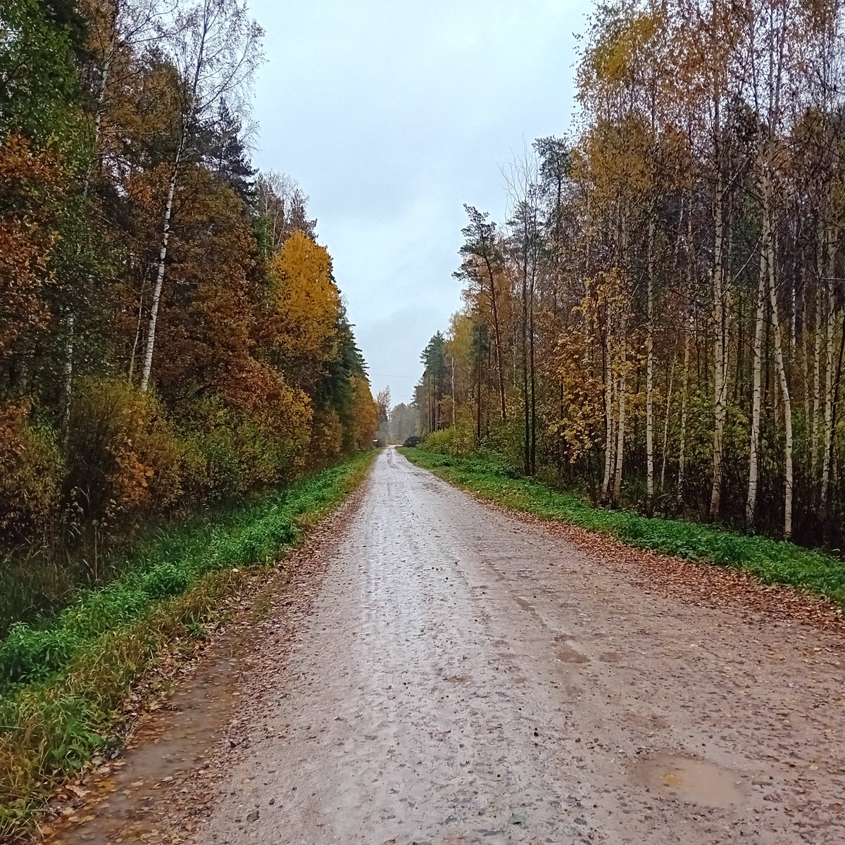 Pielijis mežs Zemgalē zelta rudens izskaņā...