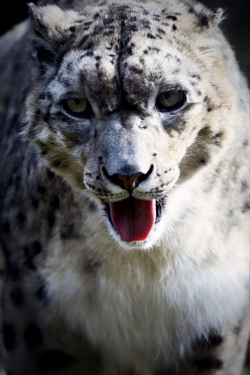 🐆

イケメン

—————————
Camera: EOS R 
Lens: RF  70-200mm f4

#photography #portrait #camera #dance  #canon #japan #animal