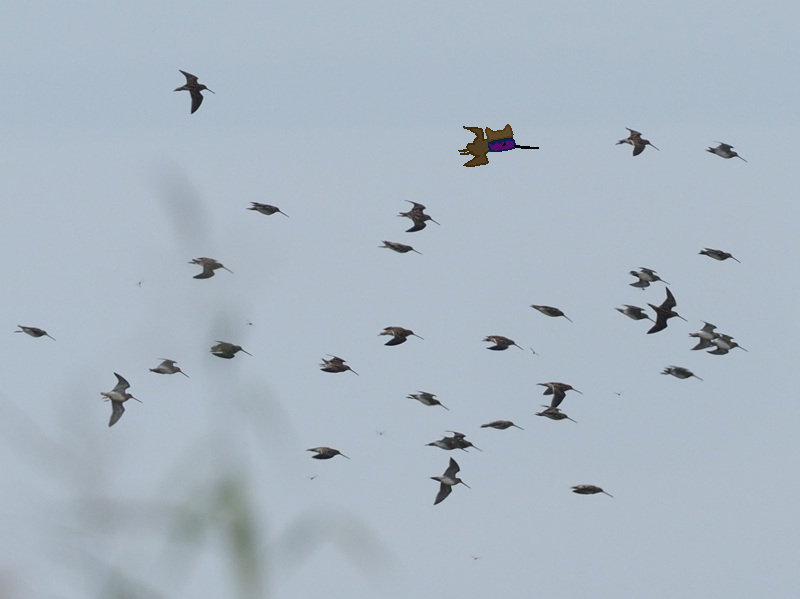 ふじたかなすびページ③ 富士鷹なすび on X