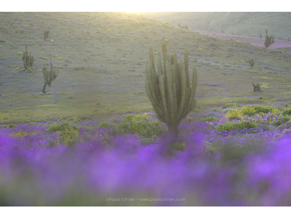 El cactus como símbolo del desierto, de lo permanente, de la dureza de un paisaje hostil (pero noble).

Las flores como símbolo de la vida, de lo efímero, de que la vida se abre paso incluso en las condiciones más complejas.

Desierto florido 2025.