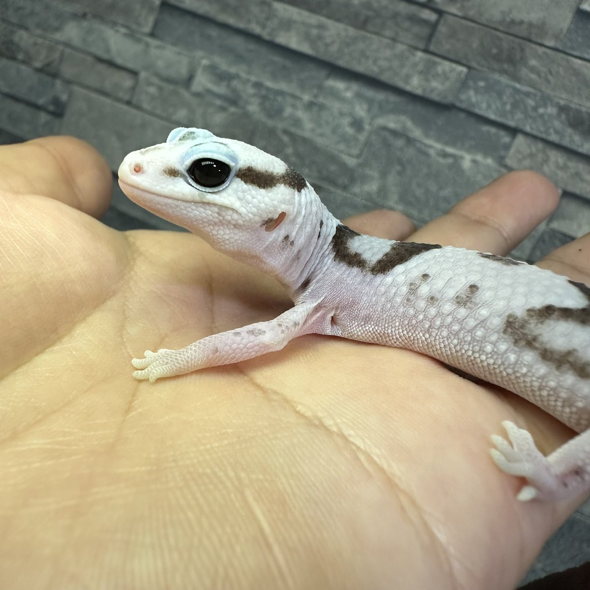 chappi_python's tweet image. お目目きゅるんきゅるんで美白、、、
ホワイトアウトオレオhetゴーストパターンレスなので繁殖も楽しめるし、ペットとして飼育するのも楽しいと思います✨
お迎えされた方が羨ましい🥺✨
昨日今日と僕は店にいなかったのですが、当店にお越しいただいたお客様方ありがとうございました😊