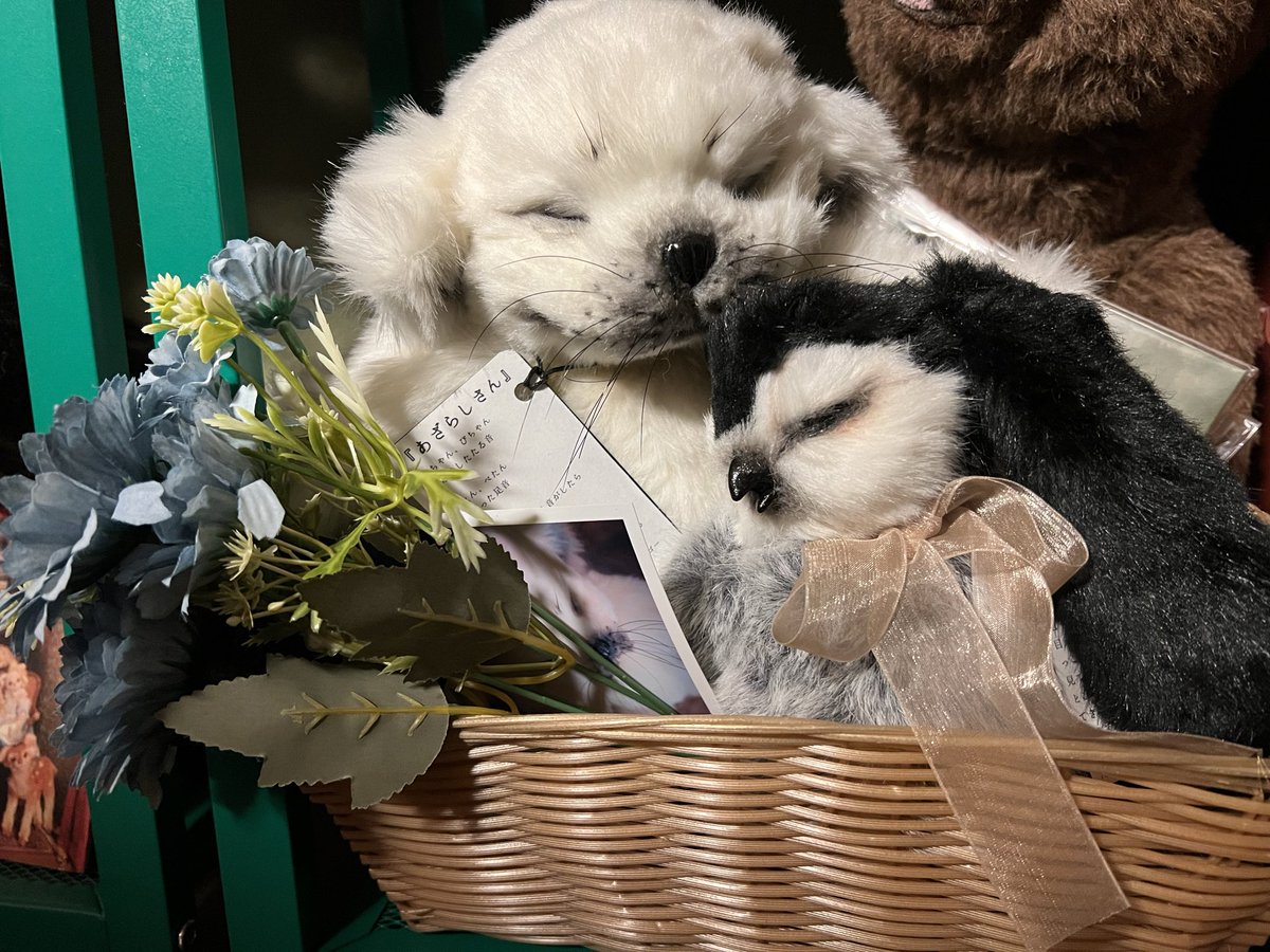 ハラペコ様 ヒヨコ アートドール ハラペコ (@hoppeta25chi25) / Posts / X