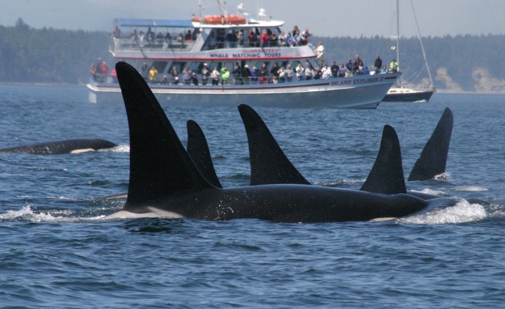 #Incident : Le bateau d'une famille française 🇫🇷 a été entouré et coulé par un groupe d'orques au large du Portugal 🇵🇹. bfmtv.com/animaux/ils-on…