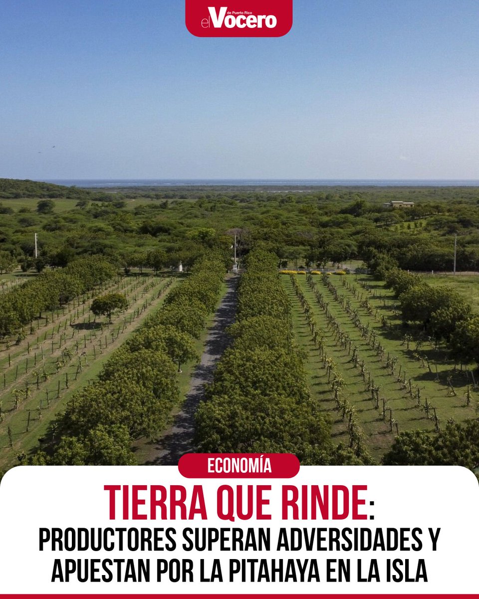 VoceroPR's tweet image. Caborrojeños maximizan su finca integrando agricultura, turismo y producción sostenible. | Mira el video de la serie especial de EL VOCERO aquí. ow.ly/gn6O50XhVvr