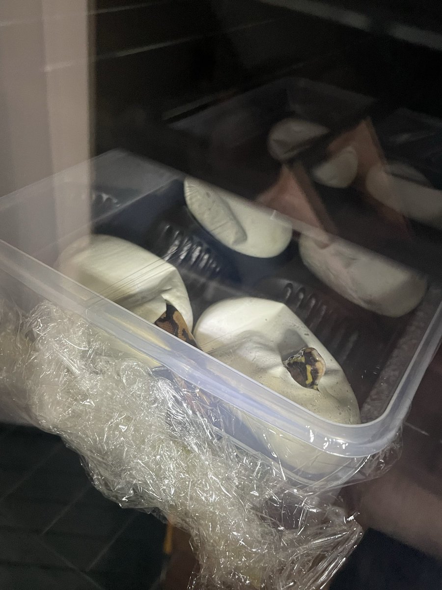 kk999kk753's tweet image. 2ヶ月＋6日でやっと
２ニョッキきてくれた🌱

#ボールパイソン
#BallPython