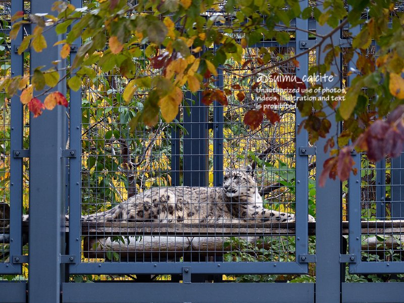 アリエッティの世界観 葉っぱのプレート アリエッティの世界観 葉っぱのプレート アリエッティの世界観