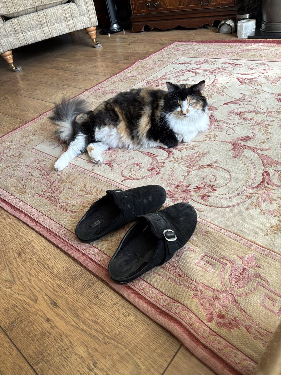 Molly tweet media