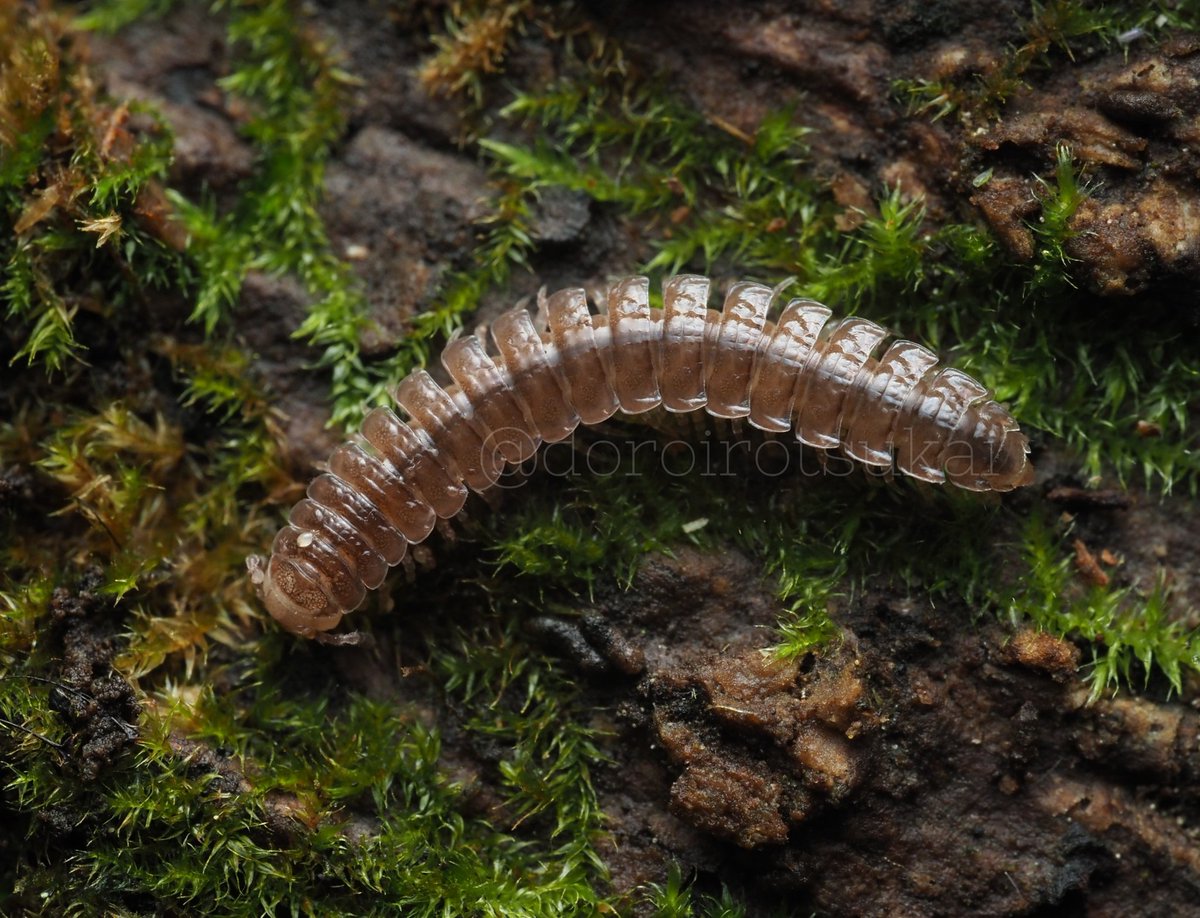 泥色つかい on X