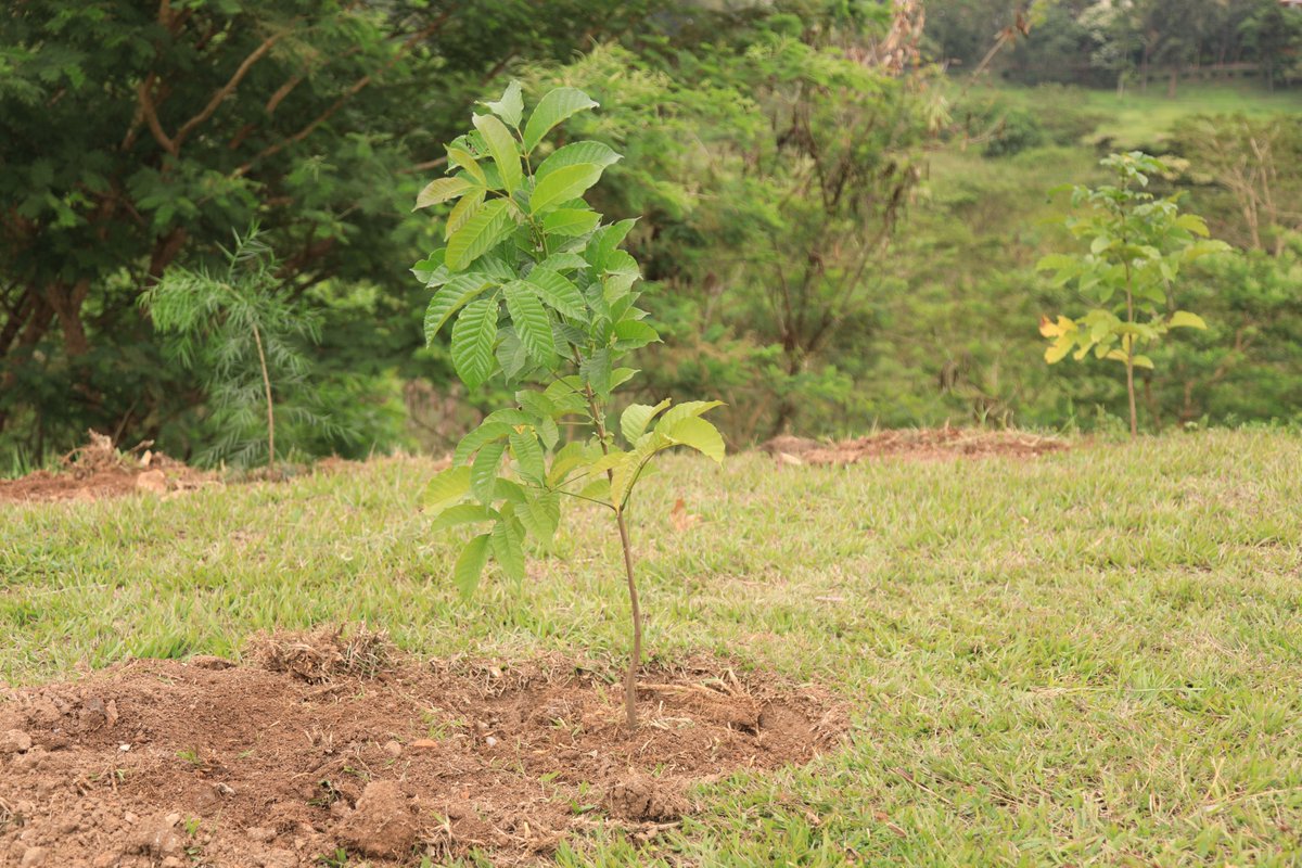 IucnRwanda's tweet image. Under the invitation of the Government of Rwanda, @IucnRwanda joined the Ministry of Environment &amp;amp; Kigali residents to launch the 2025–2026 national #TreePlanting season. 🌱

Through the #TREPA &amp;amp; #COMBIO projects, IUCN also planted trees across seven districts in the @RwandaEast.
