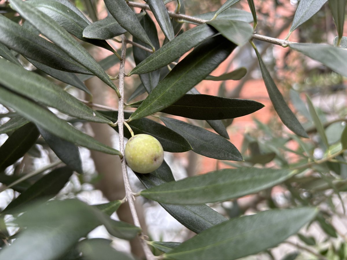 オリーブの実🫒勤務先の大学の構内
今日は朝から腰がジクジク痛くて、昼からは坐骨神経痛で腿の裏側がズキズキ痛くて、何もやる気が起こらん１日。せめてもの救いは、誰かと会うとかどこかに行くなどの予定のない日だったこと。1日の大半をベッド上で読書して過ごしたよ。