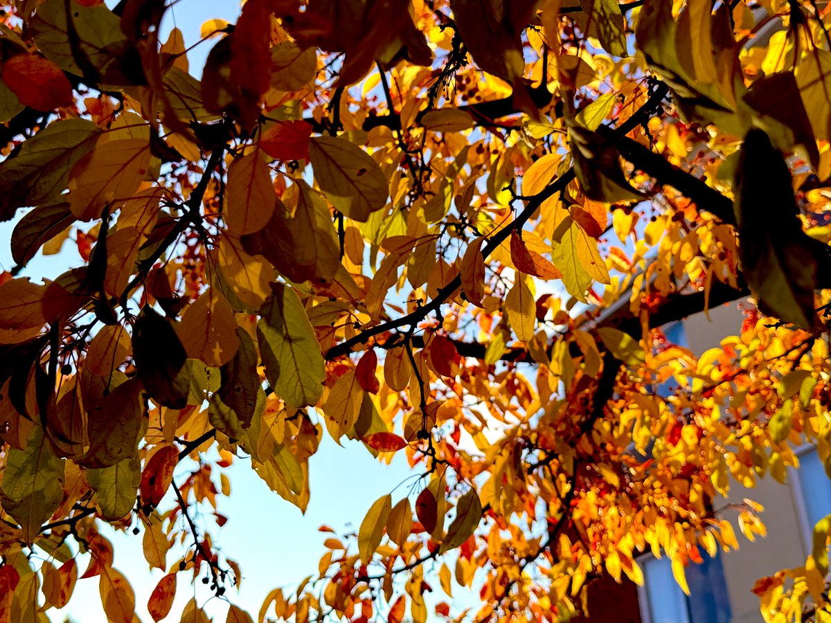GiGiTX214's tweet photo. Morning from Michigan! 🍂 The trees are stunning with such vibrant fall colors. 🍁Have a great day! 🌞 #MichiganFall https://t.co/TLhGlCYtHk