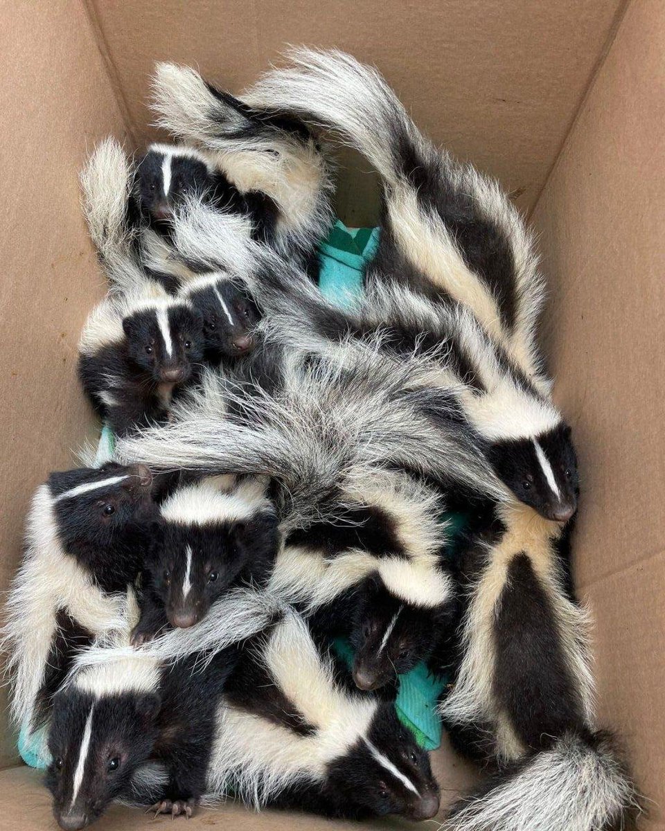 🦨Danny🦨 (@k1ngofbozos) on Twitter photo Box of stinkers upon ye! Box of stinkers upon ye!