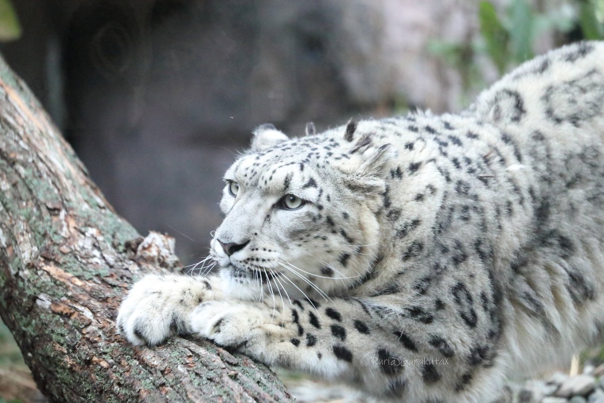 円山写ん歩
がりがりがり
***
Take a walk at Maruyama Zoo
The cat sharpens its claws
***
🐾
🐾
#円山動物園 #ユキヒョウ #ヒカリ
#maruyamazoo #snowleopard #hikari