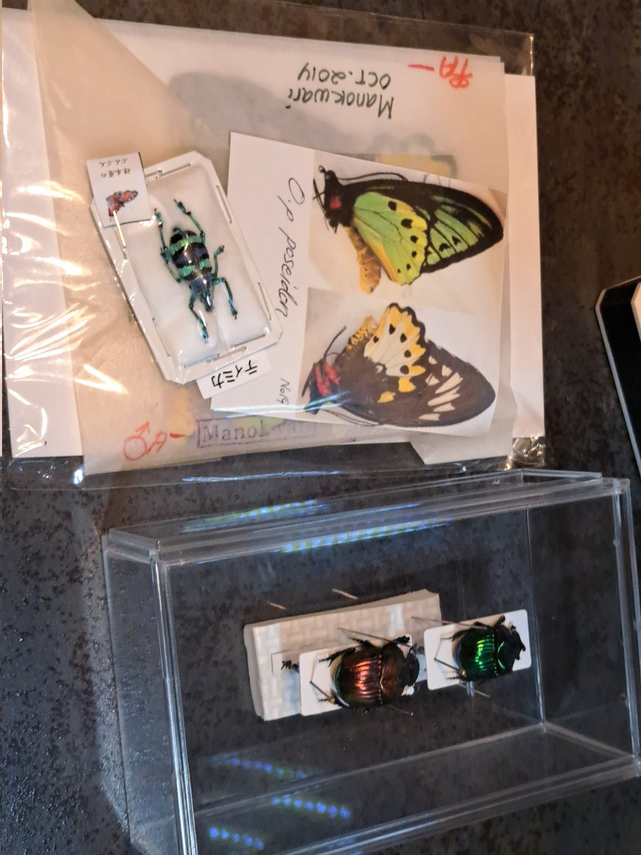 標本　まとめ売り 標本 | KPW公式オンラインショップ