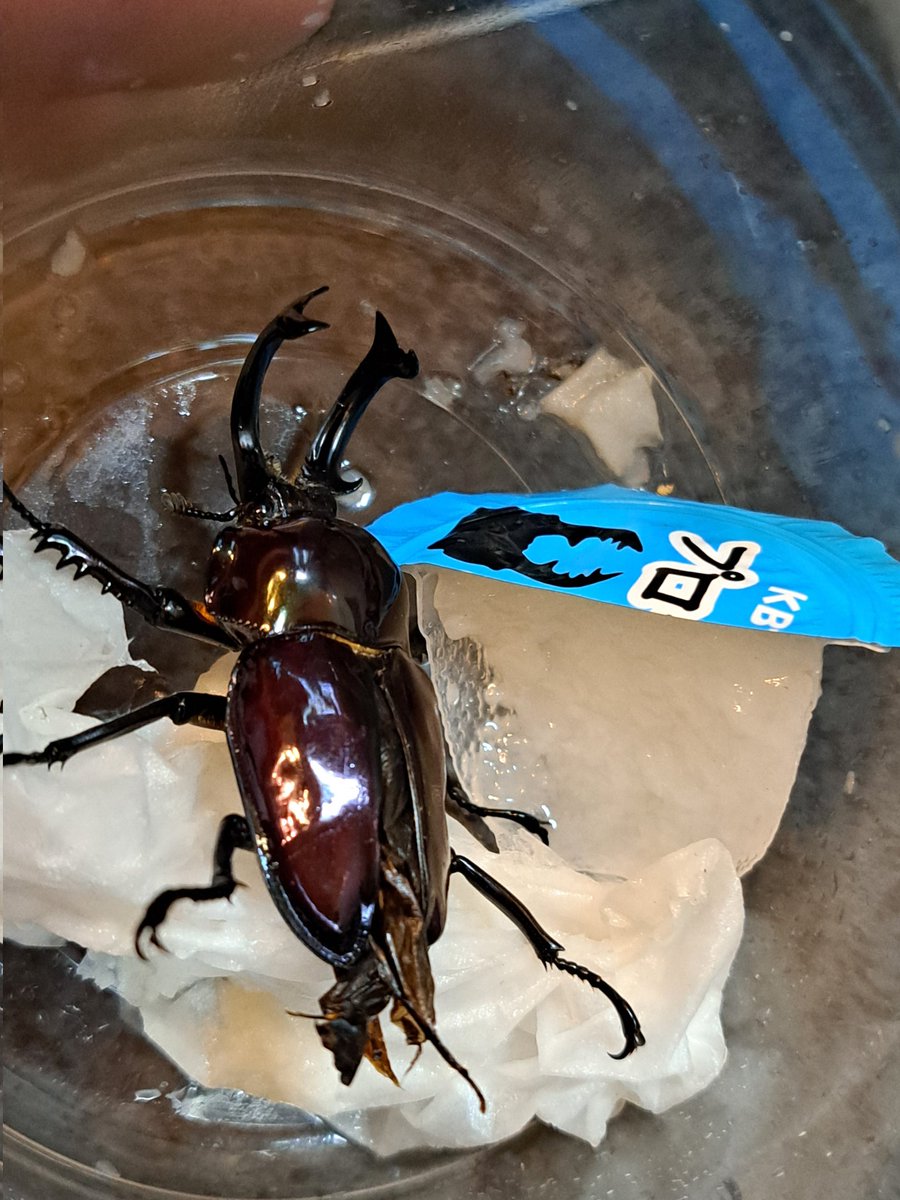 標本屋のぶんぶん (@poly_specimen) / Posts / X