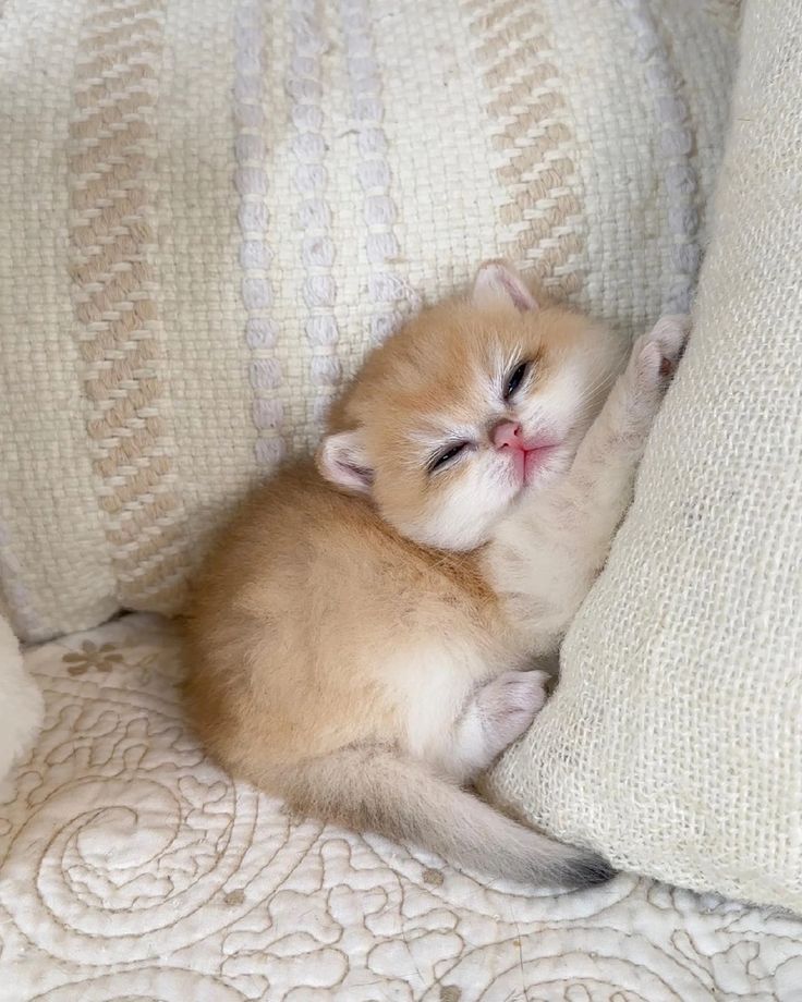 small kittens are cute tweet media