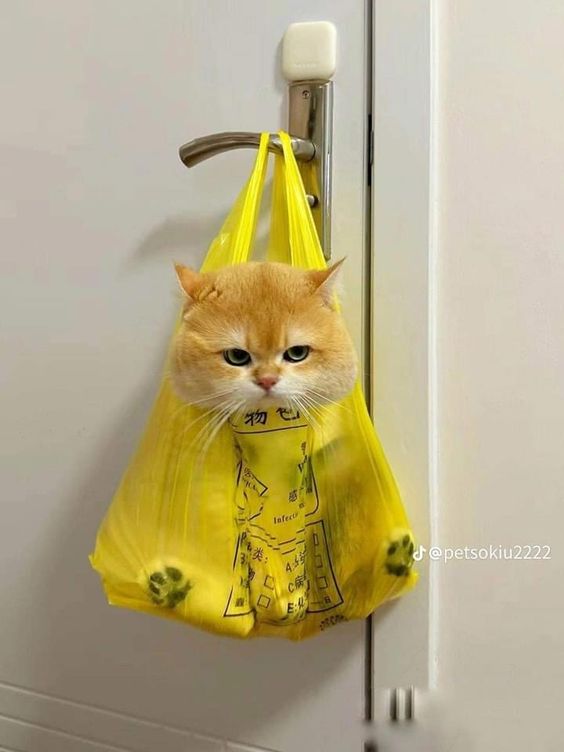 small kittens are cute tweet media