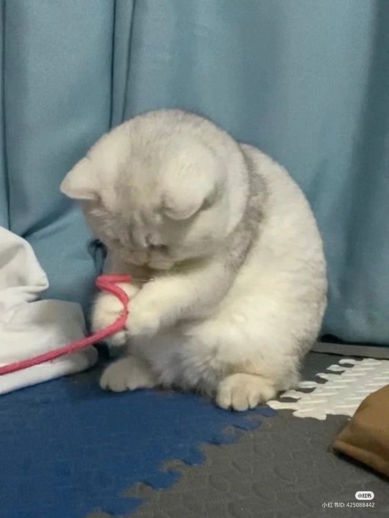 small kittens are cute tweet media