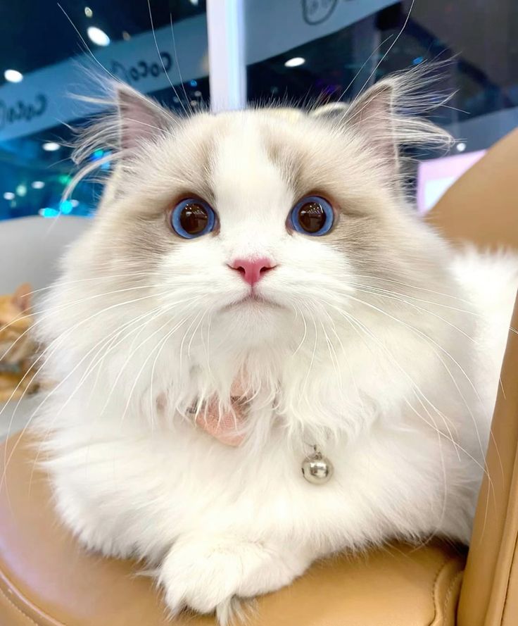 small kittens are cute tweet media