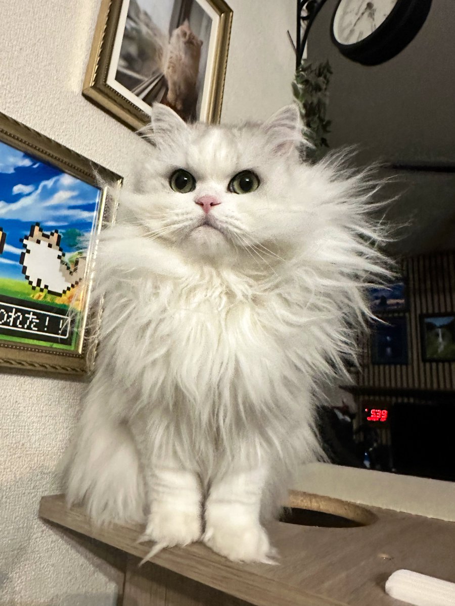 ネコ様 ネコちゃん様 クロ🐾𓏲𓎨 (@zx400g) / X