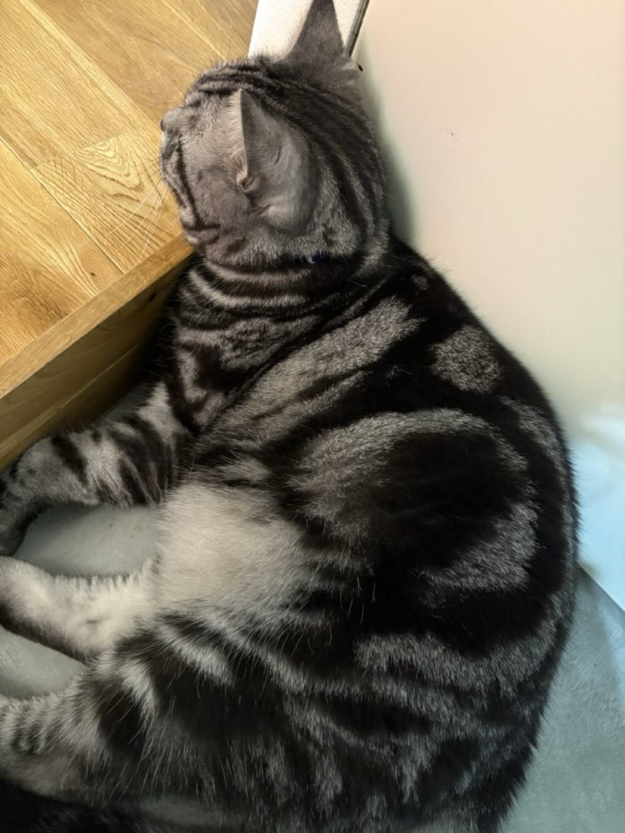 ねこページ 楽天市場】【ポイント5倍】正規品【業務用OK】 カーボンスチール製