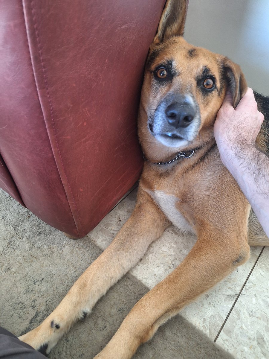 פה זה האינסטגרם שמעלים בו רק תמונות של חיות נכון?