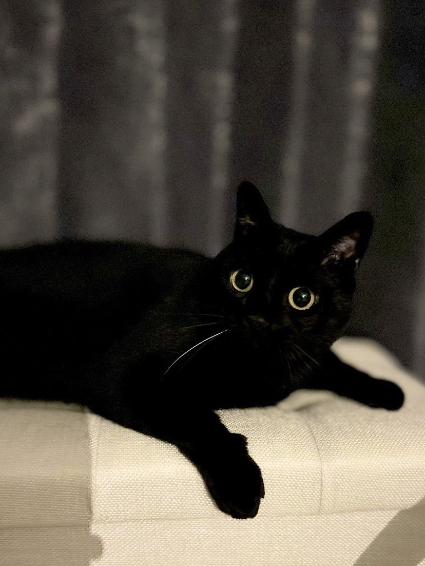 黒猫のこねろく (@nkknrk) / Posts / X
