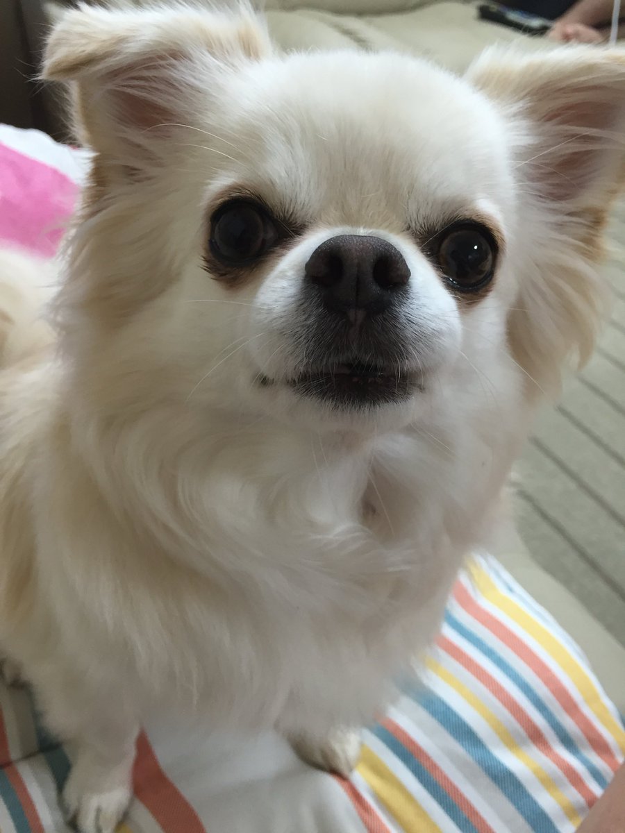 チワワのりんちゃん🎀のんちゃん on X