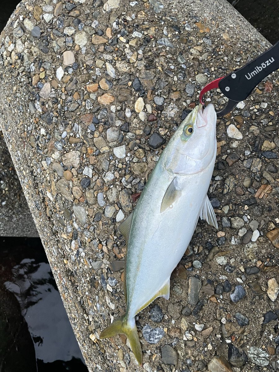 Kh9Mtf's tweet photo. 雨の中10時間釣行🎣
粘って粘って夕まずめでやっと釣れた！
ハマチ3匹シーバス1匹！秋爆🍂
ひさしぶりのシーバスが1番嬉しい！ https://t.co/UIcrQ1s7Z3