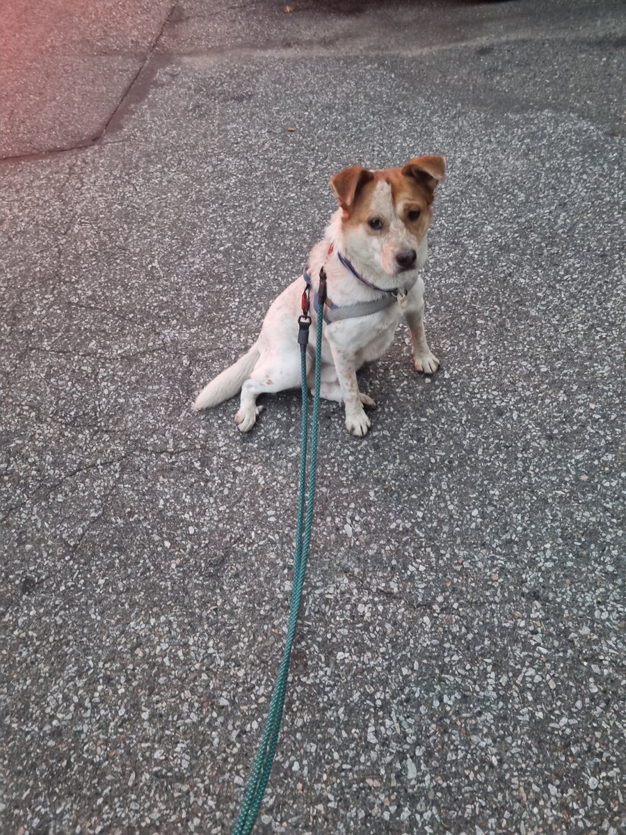 ㅋㅋㅋㅋ이렇게 산책하고도
집에 안 간다고 찰푸닥 앉은 자세가 넘 웃기죠

#가족찾는마일로