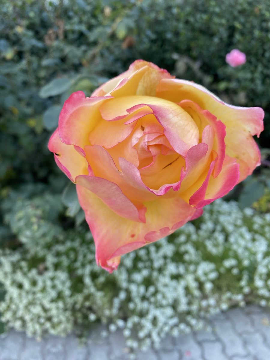 marisa biancotti (@marisabiancotti) on Twitter photo 💚🧡💚Le ultime rose💚🧡💚 💚🧡💚Le ultime rose💚🧡💚