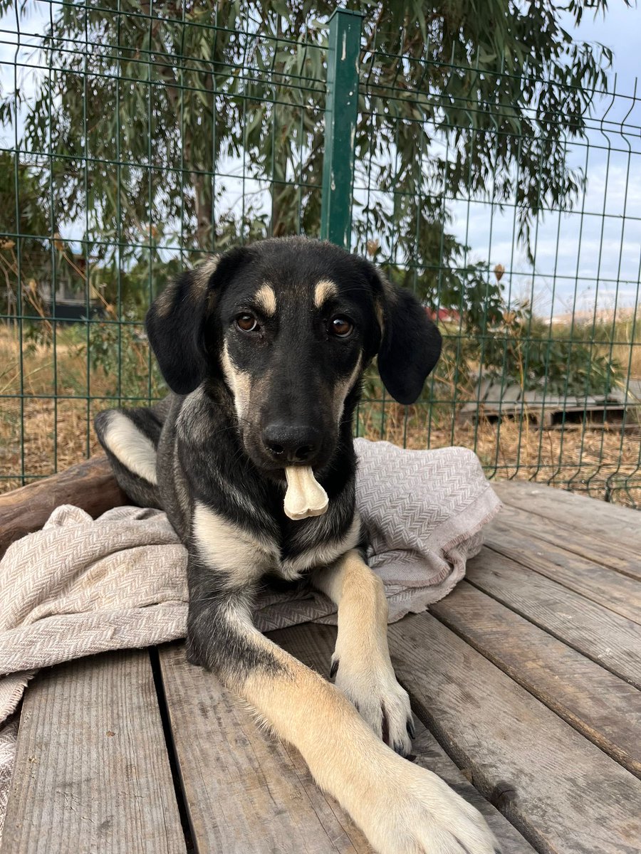 ikcuhayhak's tweet photo. İZMİR ACİL YUVA❗️
Seyrekte aç susuz bırakılmış yavrulardan tek hayatta kalan yaklaşık 7 aylık uysal erkek köpeğimize yuva arıyoruz.Bize geldiğinde hastaydı tedavilerini yaptırdık veiyileşti Aylardır küçük bir yerde yalnız kalıyor artık sıcacık bir yuvaya gitme vakti🙏🏻
İletişim dm https://t.co/EjnVG2bmCY