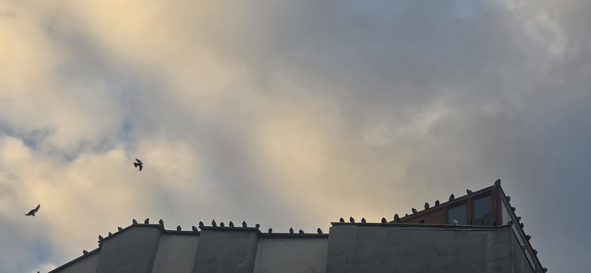 Bu sabah eşlikçilerim..
Saat 07.26..
Sonsuz gökyüzünde bir arada kanatlanıp uçmak, beraber dinlenmek..Ne güzel..
Ne çok şey anlatıyor bize aslında!!!
#Cumartesi