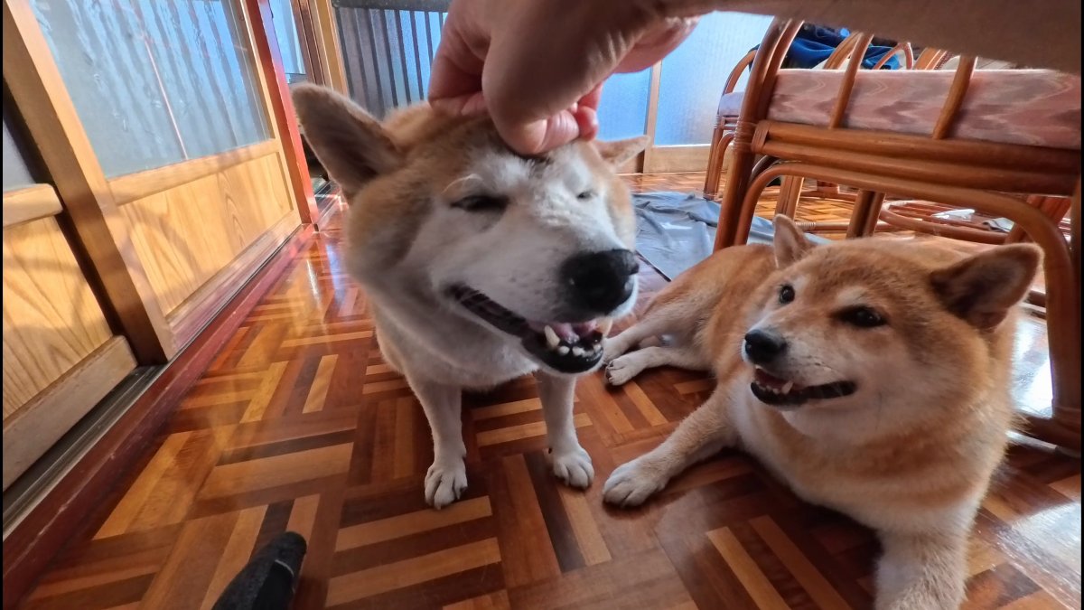 こぼん (@niconico_cobon) / Posts / X