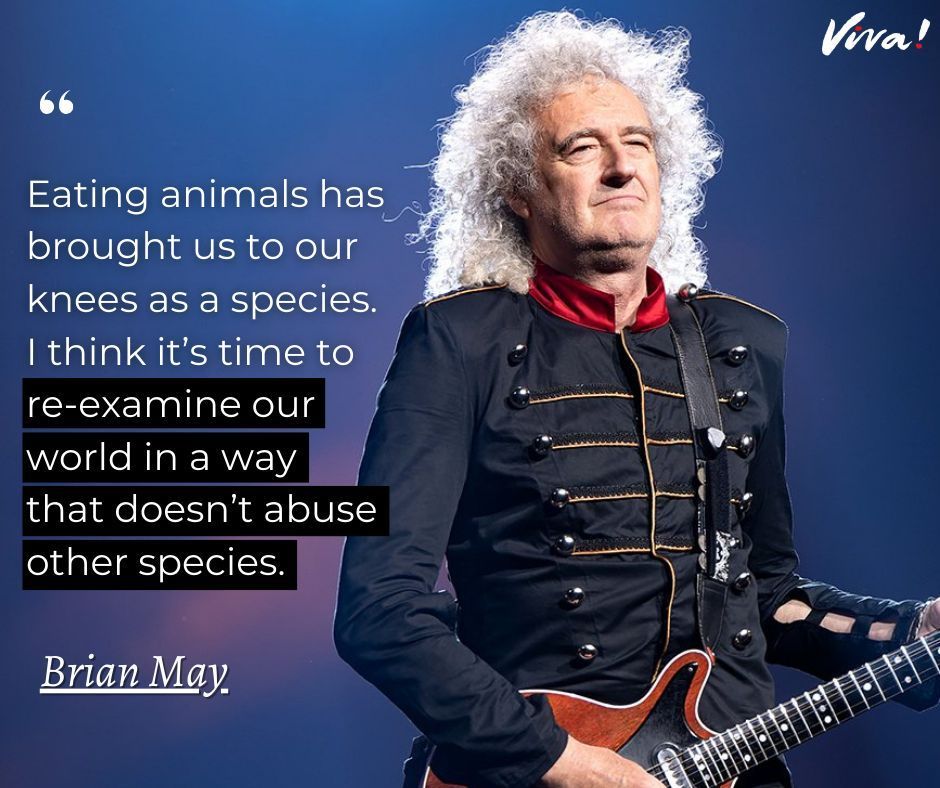 Brian May is heavily involved in the animal rights movement, especially campaigning to protect badgers against the cruel and unjustified badger cull 🦡 🌱 

#vegan #brianmay