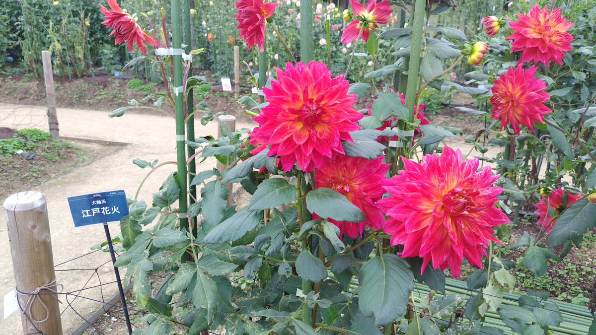 奈良県
馬見丘陵公園にて

ダリア園がとても綺麗！
ダリアにこんなに大きい種類があるの知らなかった😆

暑い日が続いてたから見頃の時期が遅れてたのかな🤔
もう少しの間、色とりどりの綺麗なダリアが見れそう