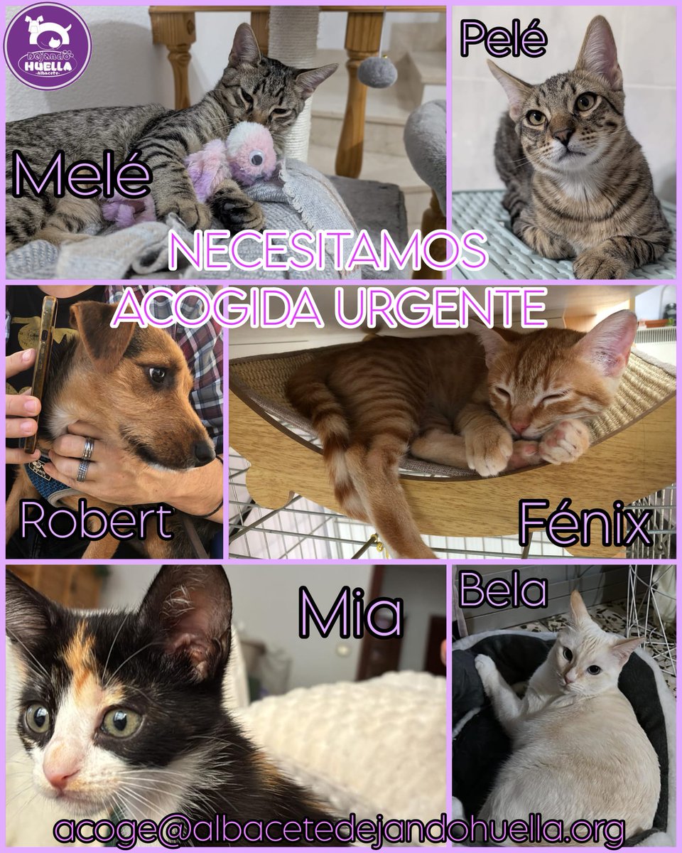 DejandoHuellaAB's tweet photo. 🐾 ¡Necesitamos casas de acogida urgente para Robert, Pelé, Melé, Mia, Bela y Fénix!

Necesitamos acogida  temporal, un lugar donde seguir creciendo rodeados de cariño.
Si puedes ofrecerles un huequito, ellos te regalarán amor del bueno, del que no se olvida 😍 https://t.co/d75Io7kia9