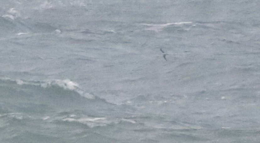DavidSU26's tweet photo. Unforgettable 2 days in Higer!
We had 2 fea's petrel, 1 South Polar (1st for Basque Country), 16 L-T, 52 arctic, 39 poms, 31 great skuas, 4 wilson's, 17 eu and 185 leach's, 293 sabine's, 184 Puffins, 130 gray phals, 1 pallid swift, record numbers of gannets and all Shearwaters... https://t.co/x7JYsN6P3G