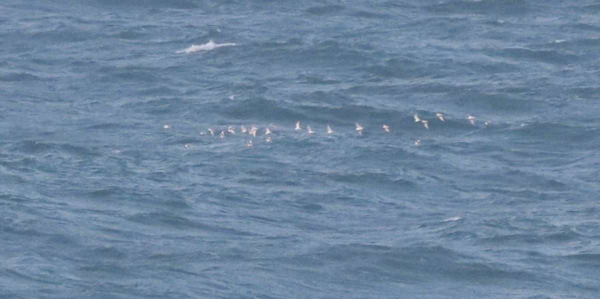 Unforgettable 2 days in Higer!
We had 2 fea's petrel, 1 South Polar (1st for Basque Country), 16 L-T, 52 arctic, 39 poms, 31 great skuas, 4 wilson's, 17 eu and 185 leach's, 293 sabine's, 184 Puffins, 130 gray phals, 1 pallid swift, record numbers of gannets and all Shearwaters...