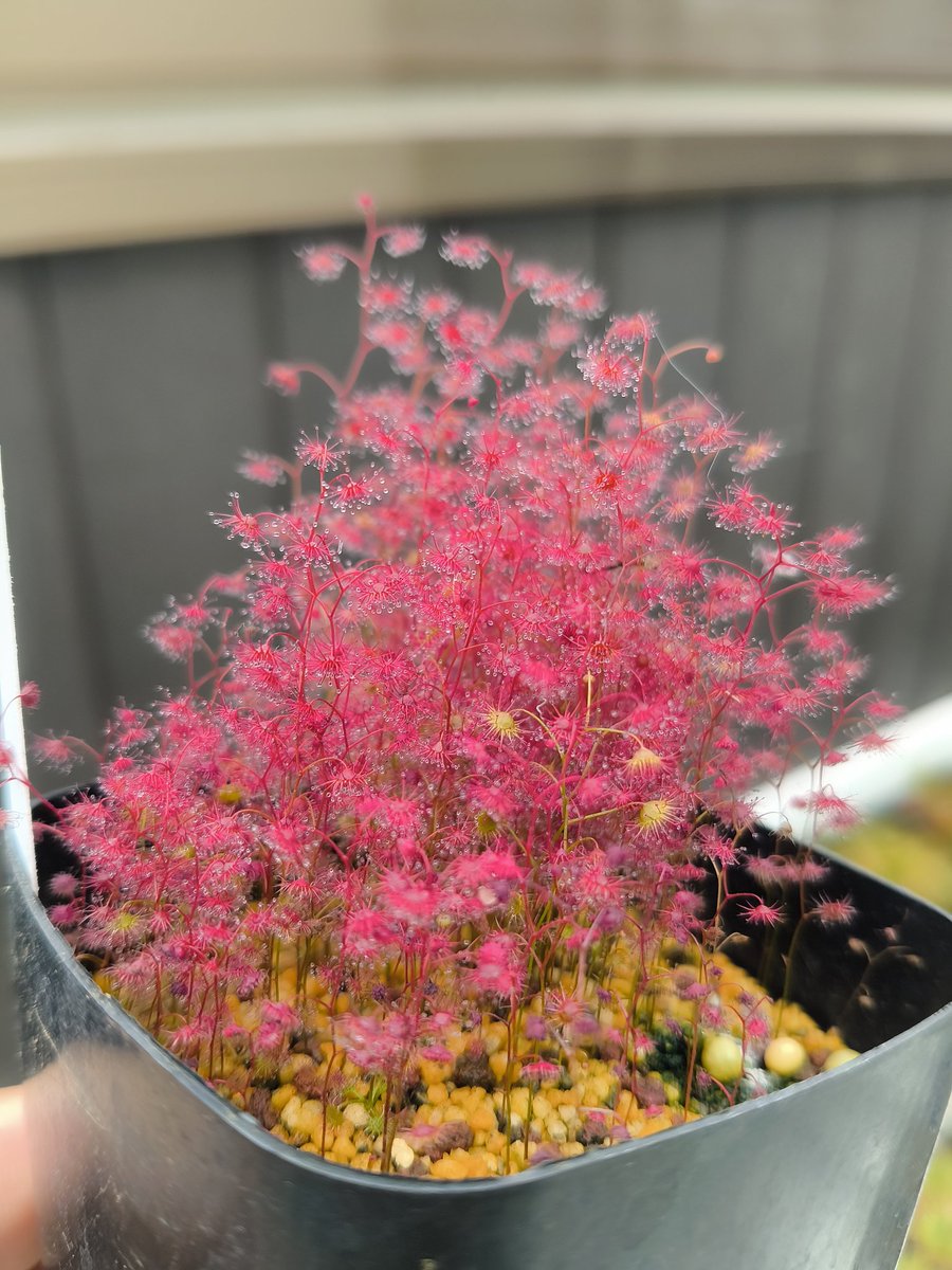 SACHI (@sasasa0506) / Posts / X