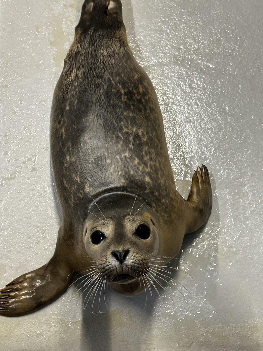 アザラシ情報 (@azarasi_info_nl) / Posts / X