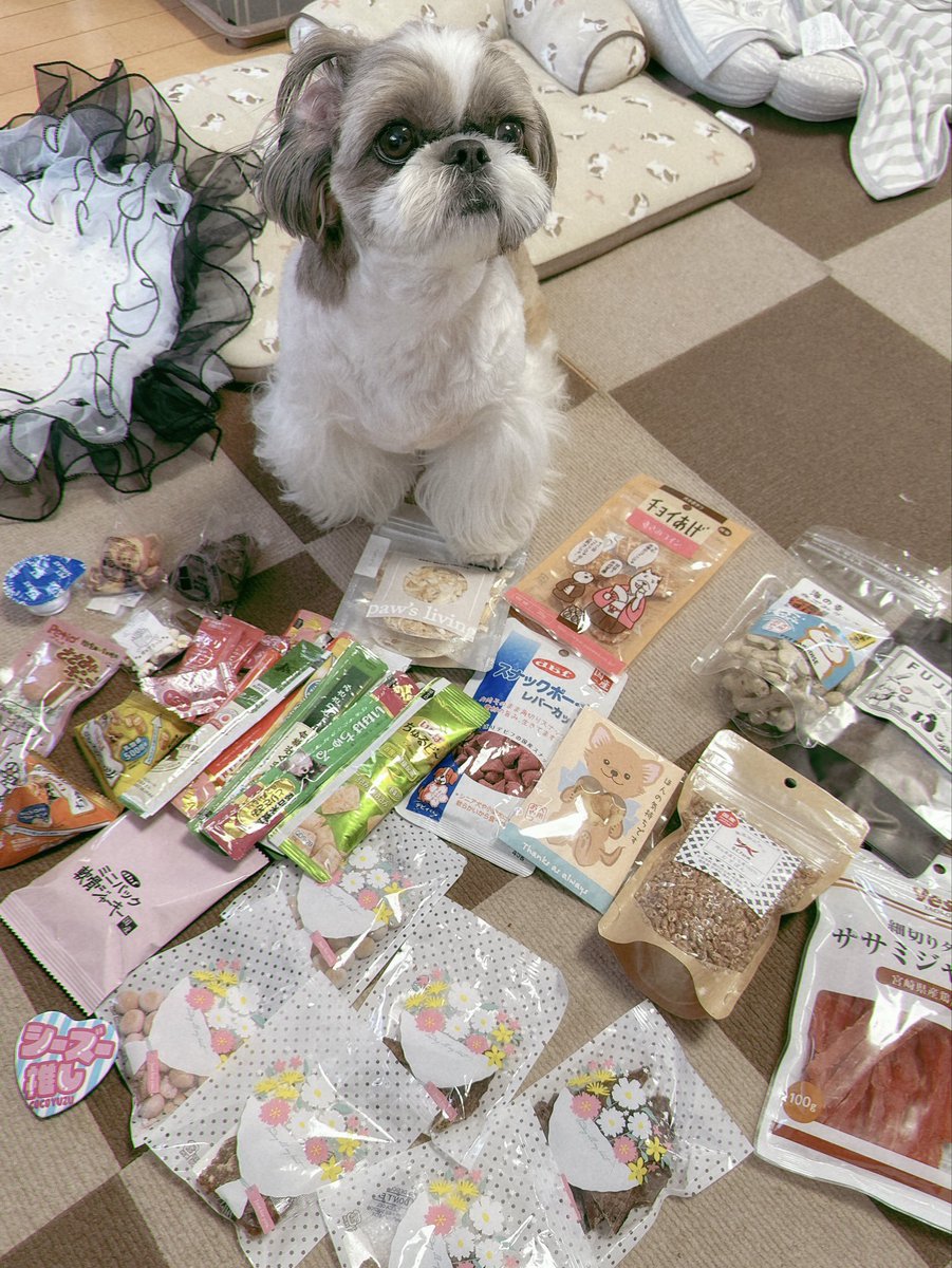 これ全部ボクの❓

フェスやイベントで差し入れして下さる方々の優しさで育つロンです💖
いつもありがとうございます🥹✨
#シーズー #shihtzu