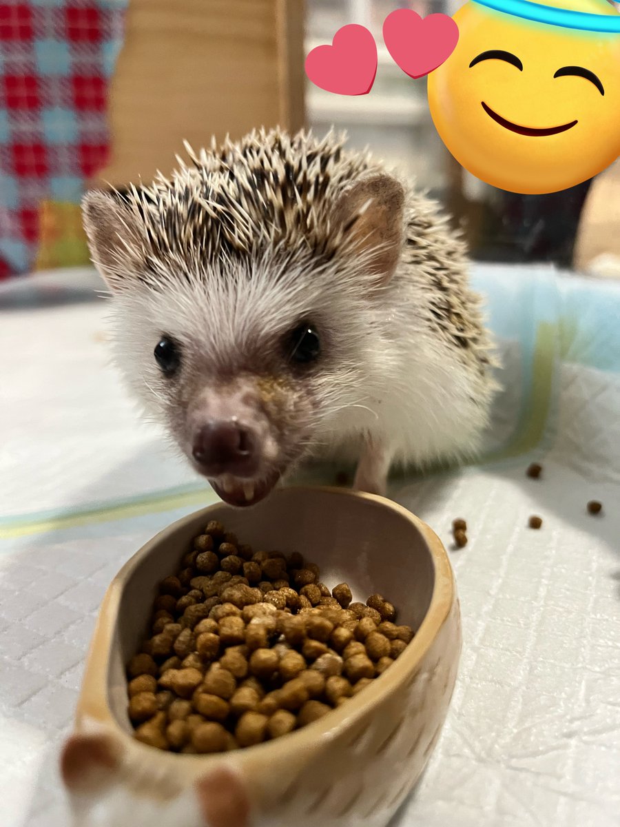 もふもふ@埋もれたい🦔 (@sayaka862) / Posts / X