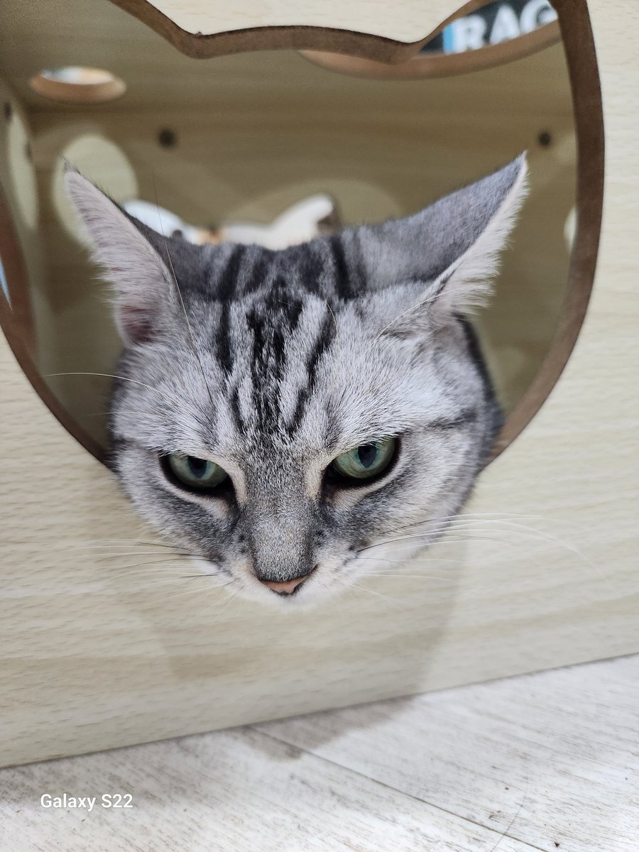 Nekoページ HONDA ホンダ純正部品 COWL，FR CENTER 64355-MKC-A00