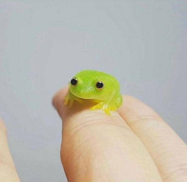 Satellys tweet media