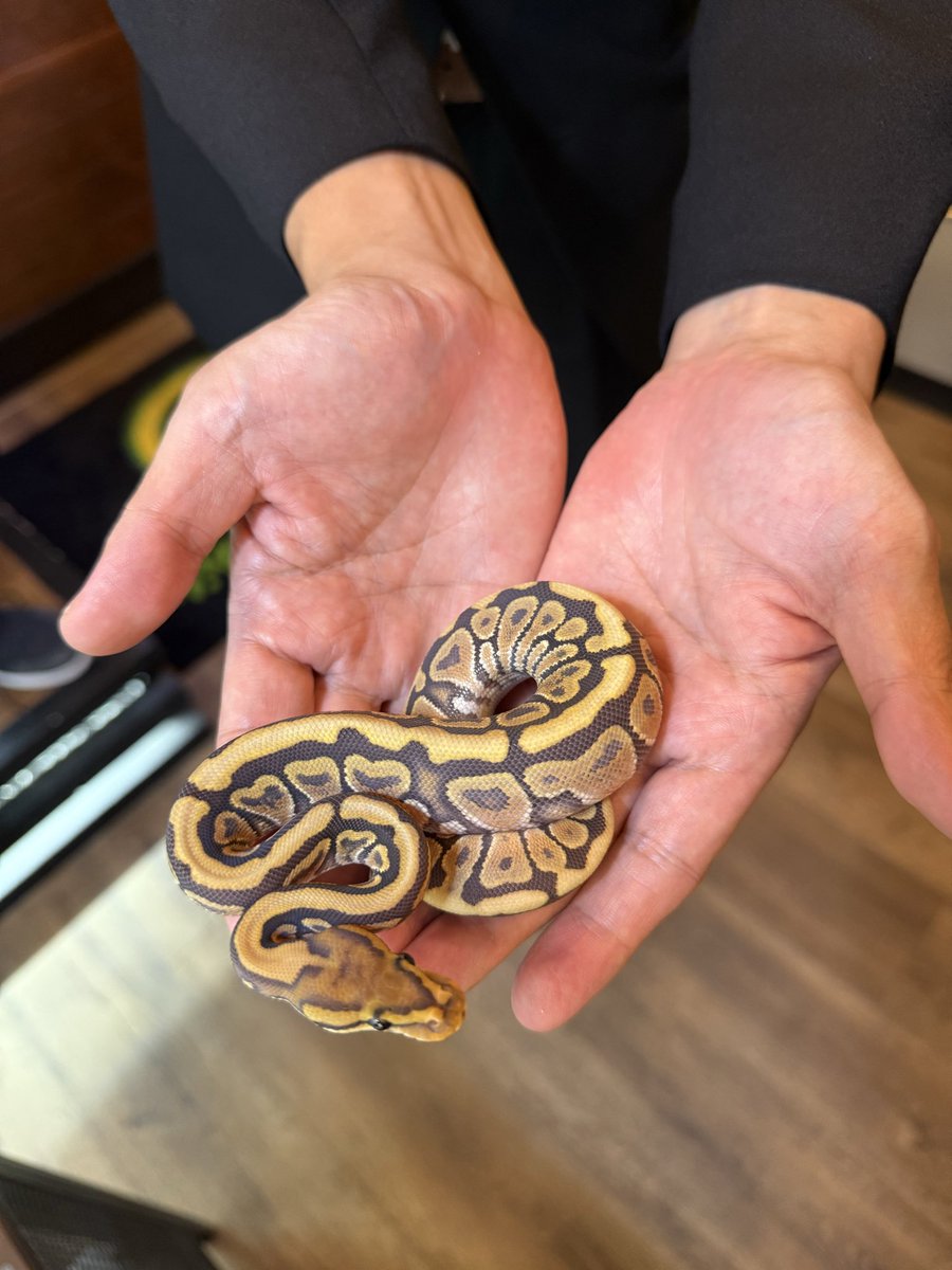 LR63112026's tweet image. LRCB
SNYBハイポhetクラウン♀
お迎えありがとうございます🥰
餌付けまでお時間頂きました💦
今では餌でも無いのにピュンピュン飛んできます😏
ハイポ大好きお客様(*&apos;▽&apos;*)♪
私も👻👻👻好きです(*´ω｀*)
今後ともよろしくお願いします。
#ボールパイソン
#福岡
#ballpython