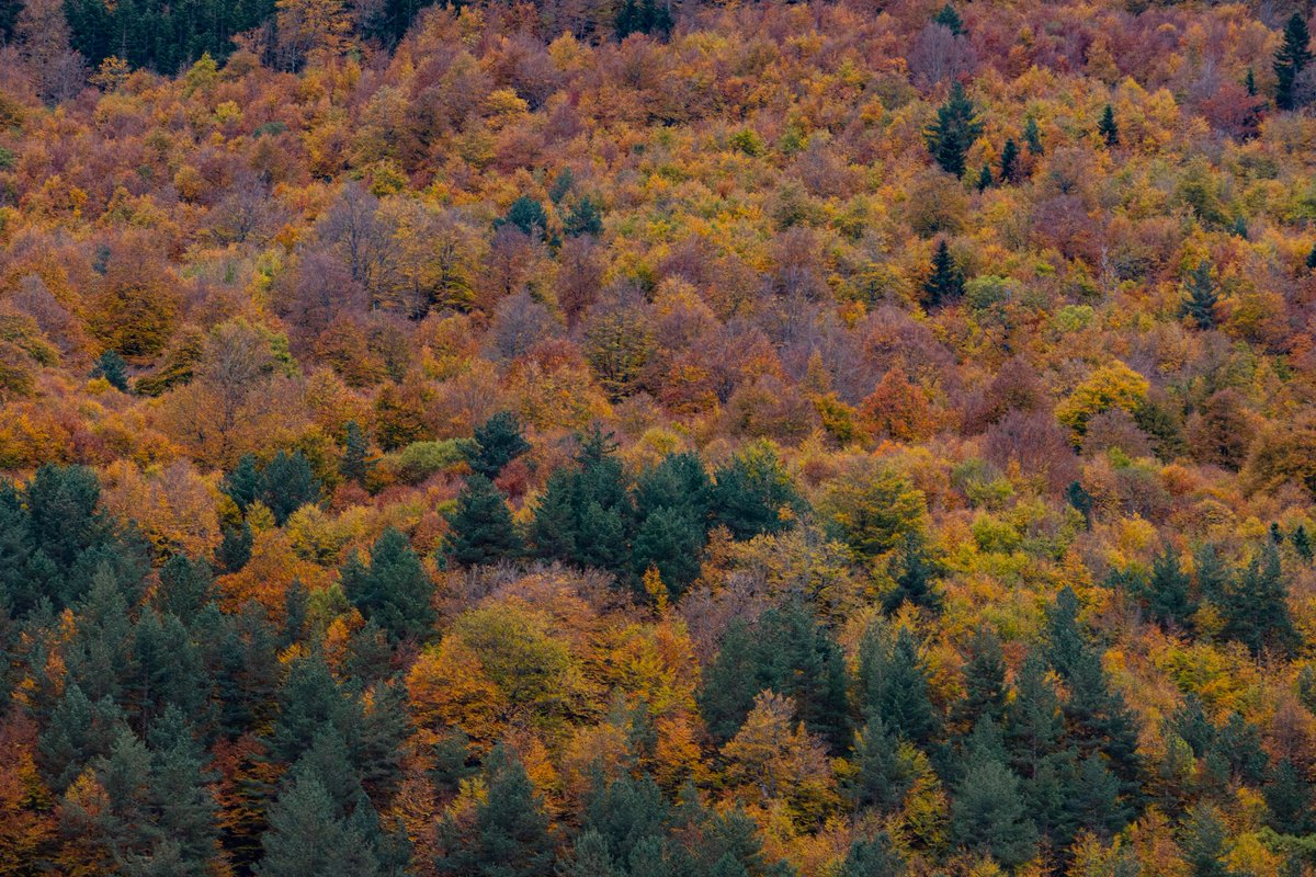 Caldeere's tweet image. 🍁🤩🍂 Tardor a tope aquests dies al Pirineu.
