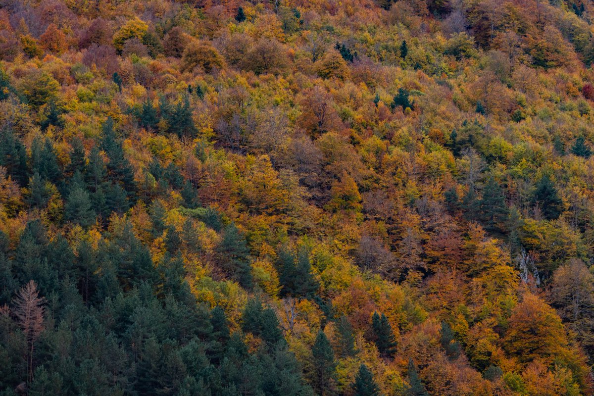 Caldeere's tweet image. 🍁🤩🍂 Tardor a tope aquests dies al Pirineu.