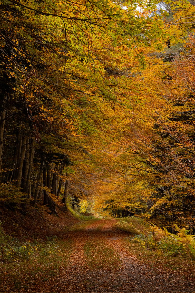 Caldeere's tweet image. 🍁🤩🍂 Tardor a tope aquests dies al Pirineu.